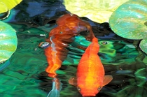 fish