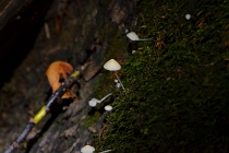 fungi