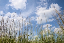 grasses