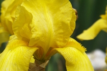 iris