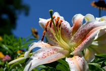 lilys
