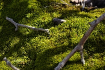 moss