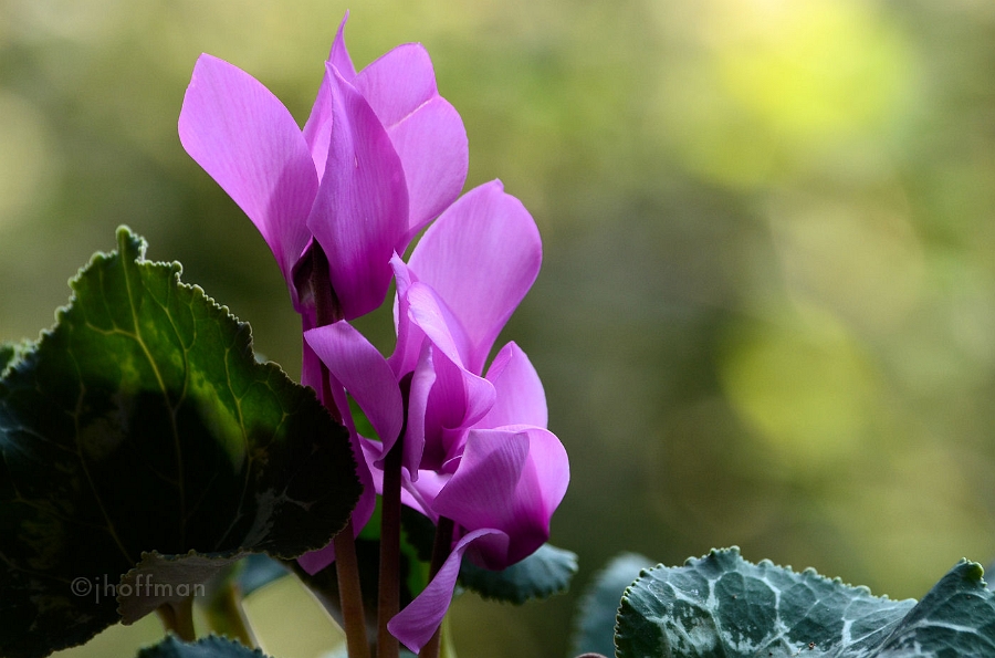 20110509_26
