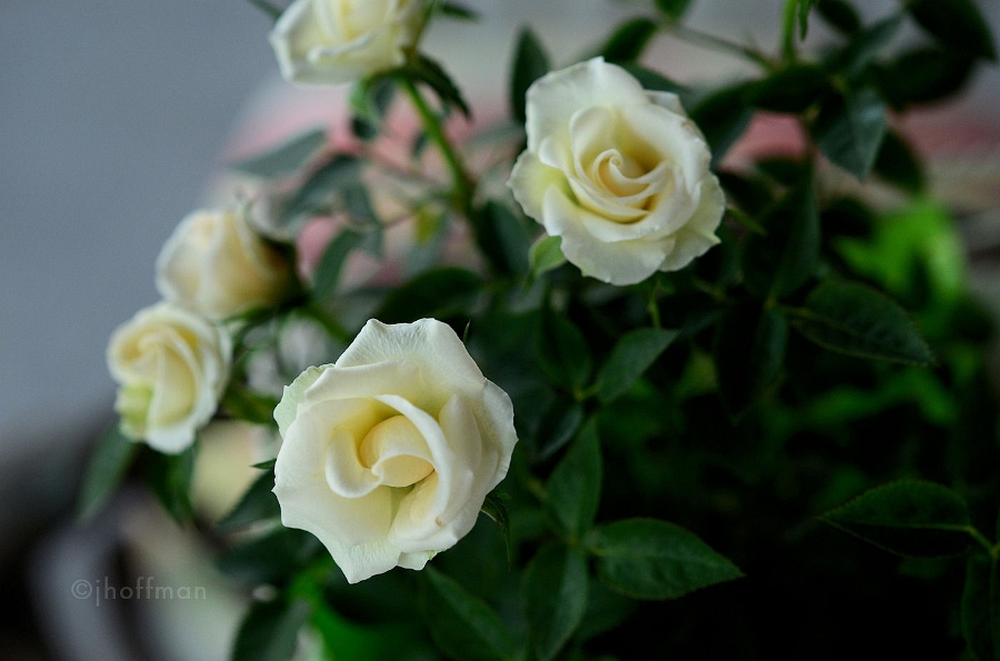 20110509_314