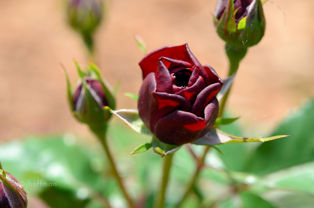 20110529_156