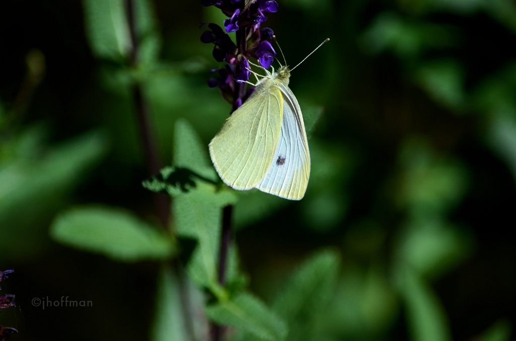 20110601_4