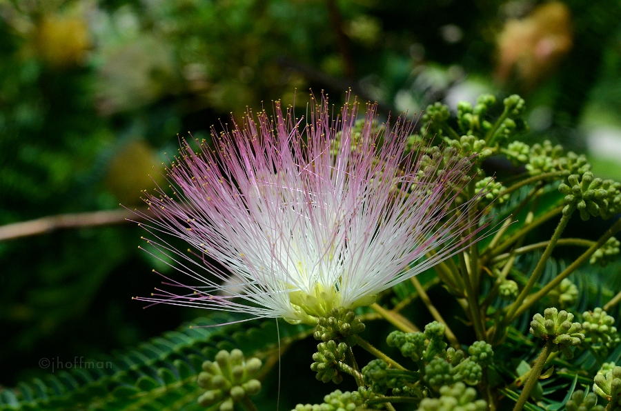 20110626_8