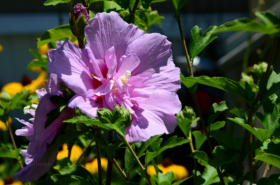 20110709_127