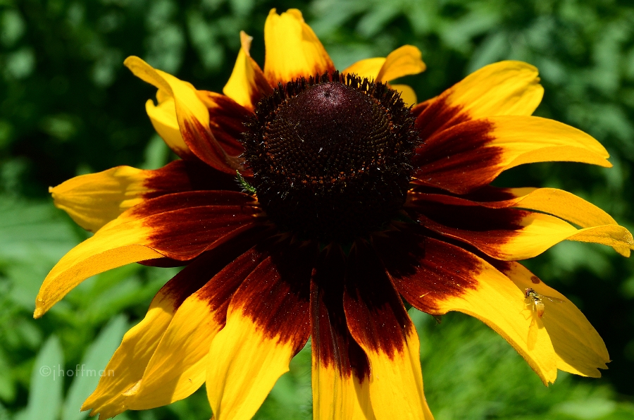 20110709_133