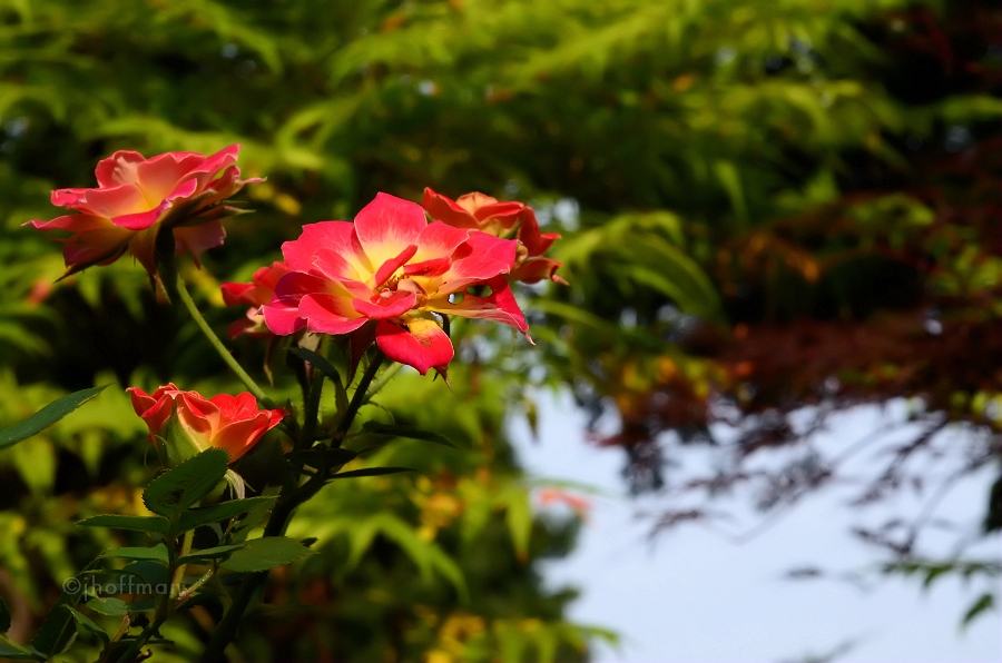 20110720_42
