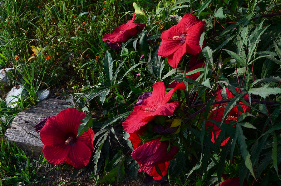 20110727_35