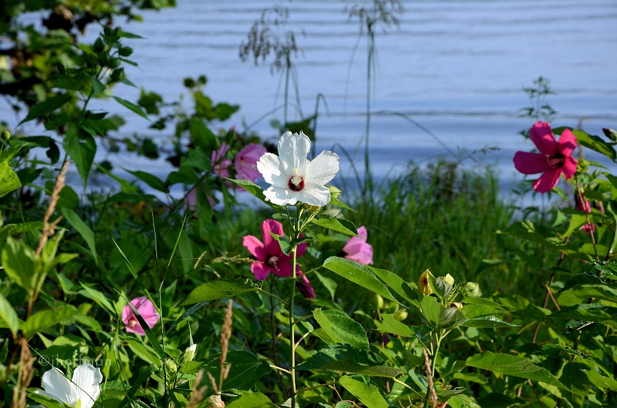 20110730_39