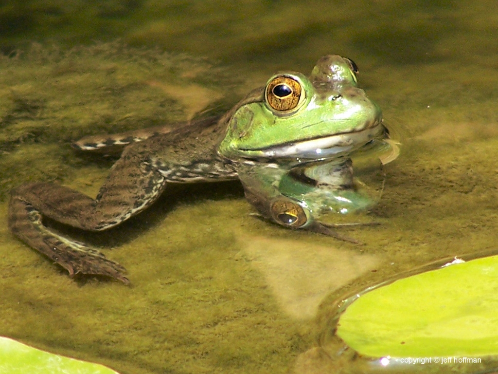 animals-82408-069-frog
