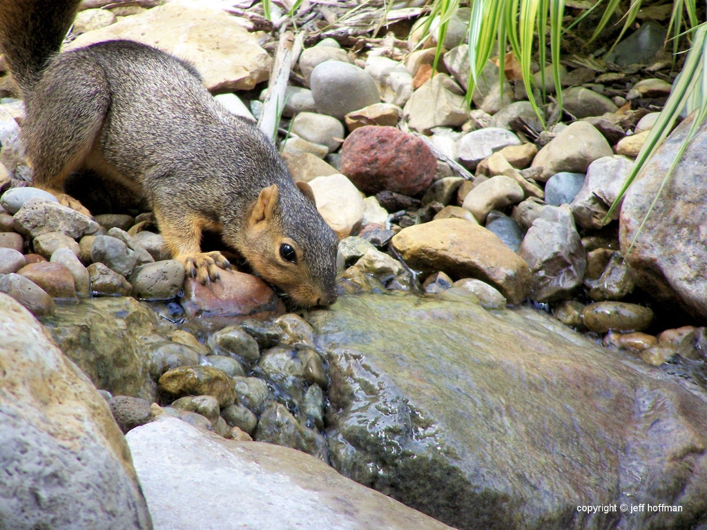animals_91108-014-squirrel