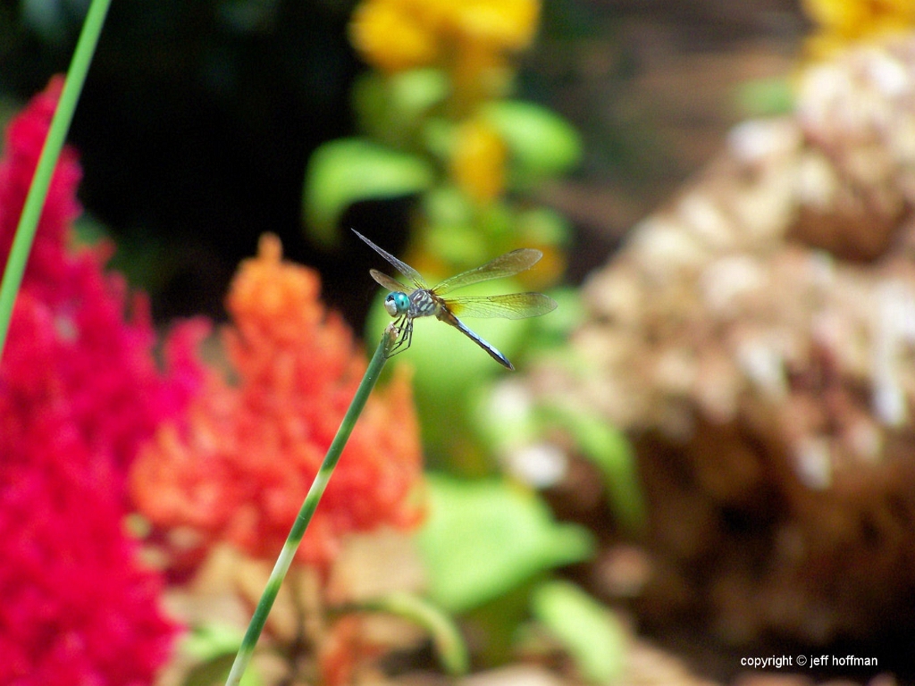 insects-061508-049-dragonfly
