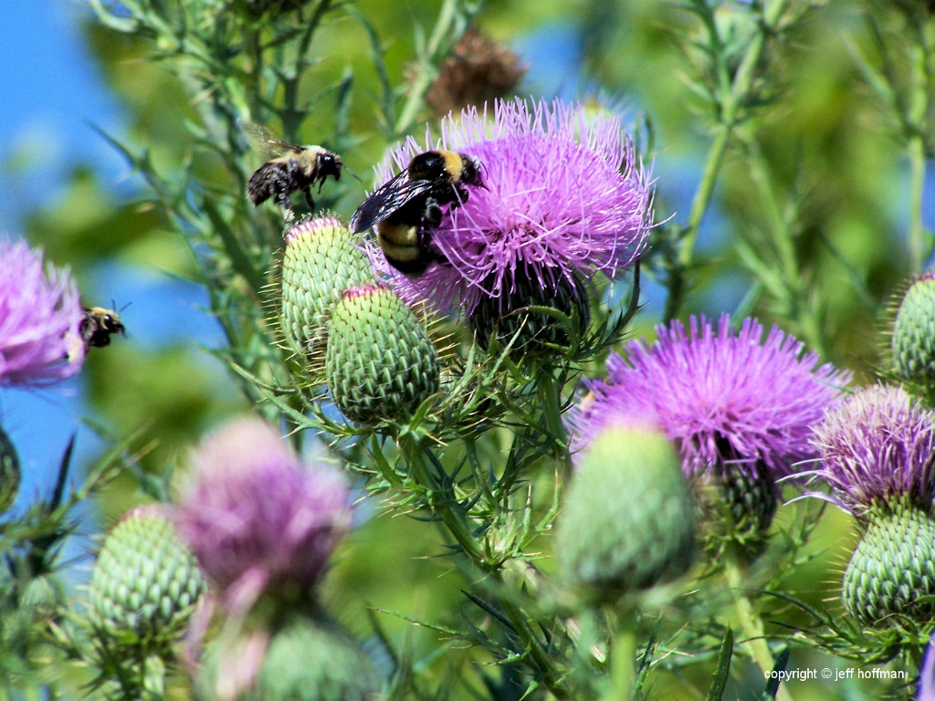 insects-83008-038-bumble_bees