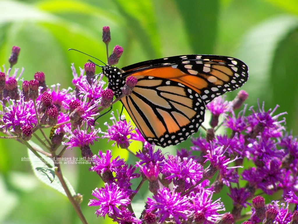 insects-90608-091-butterfly