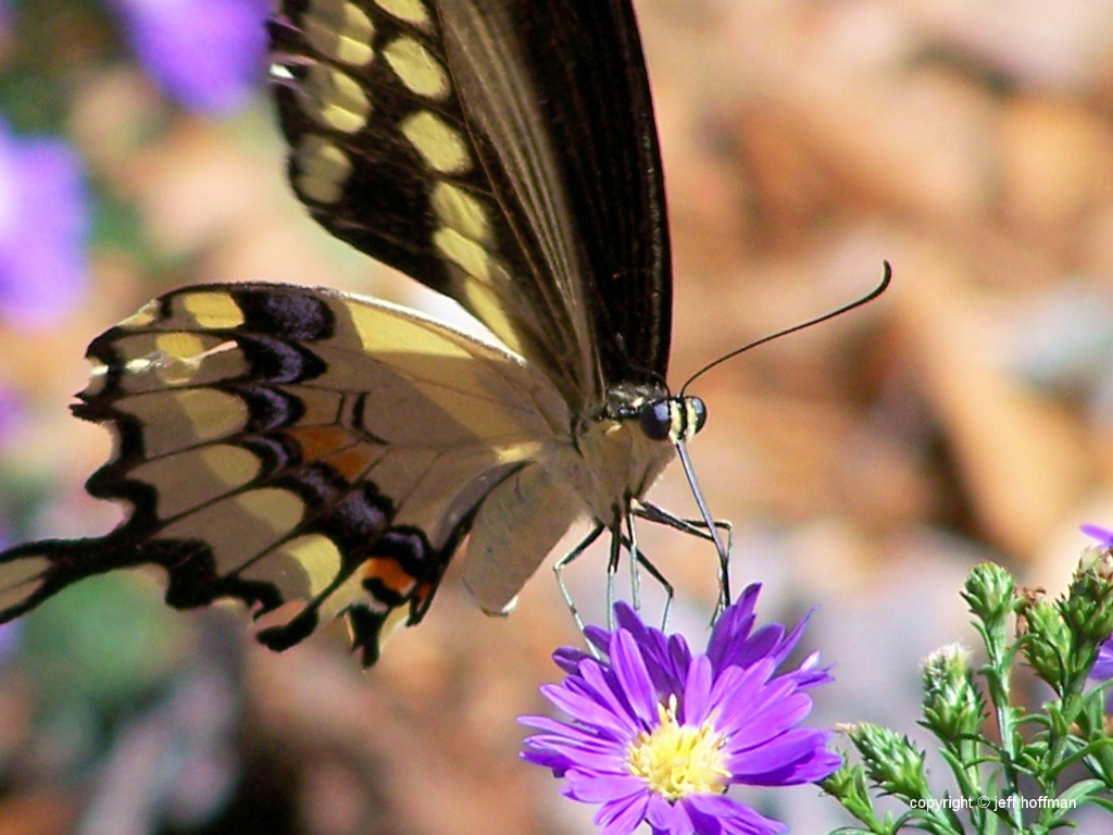 insects-91607-030-butterfly