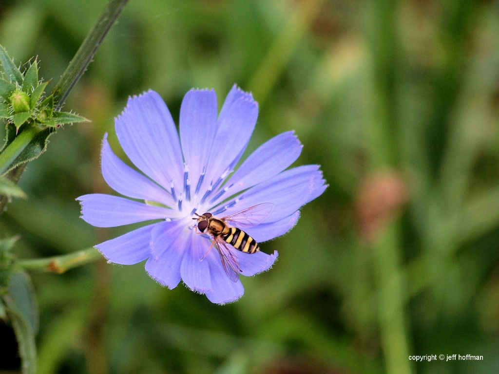 insects-92708-040-blue_flower_bee