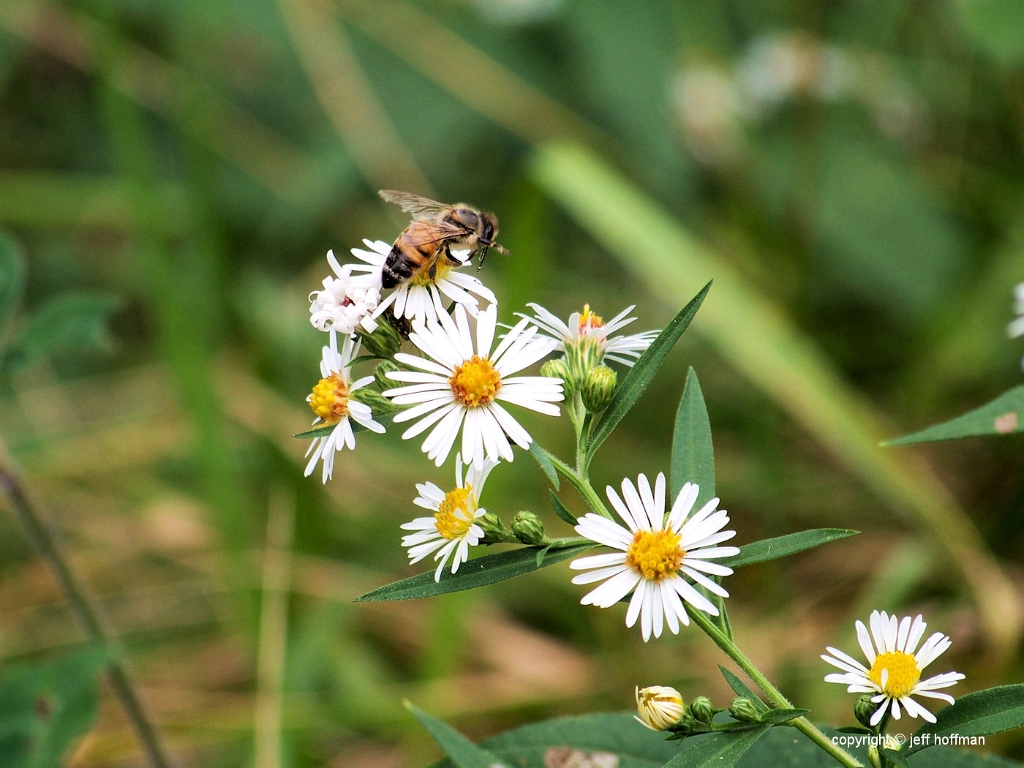 insects-92708-049-daisy_bee