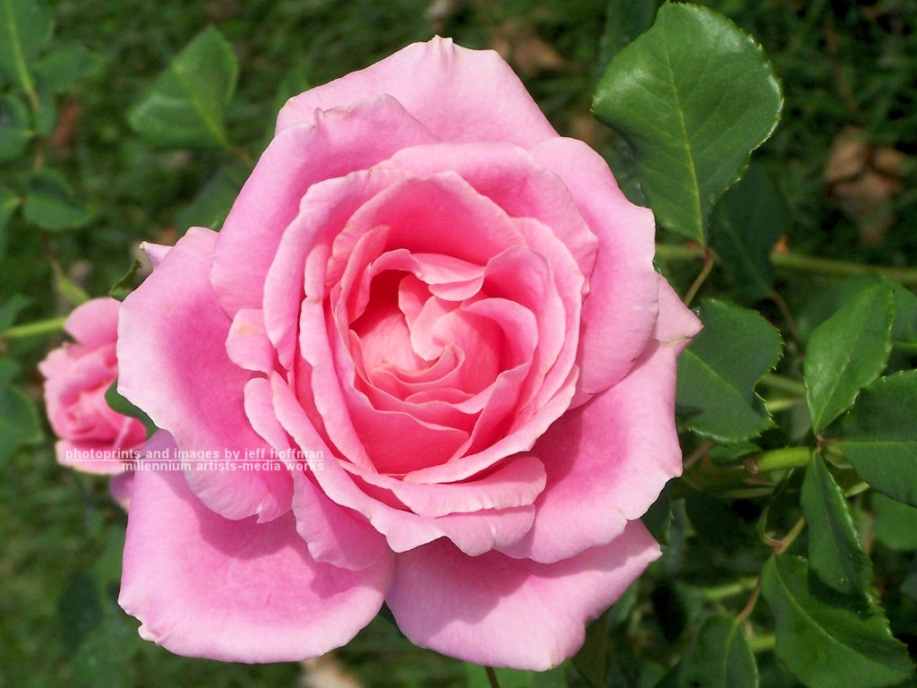 roses-102607-001-pink_bloom