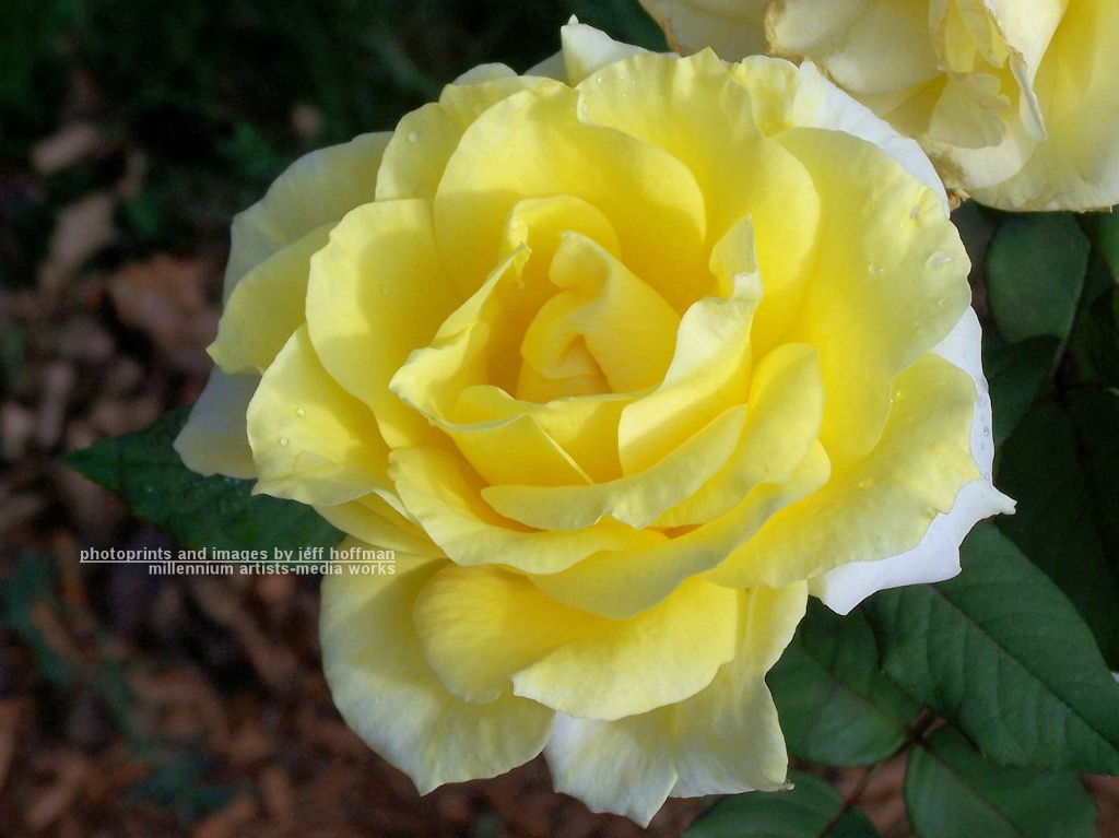 roses-102607-002-yellow_bloom