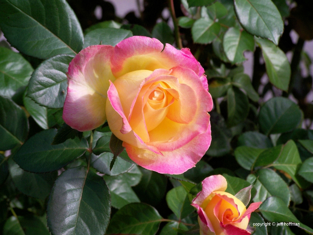 roses-102607-009-gradient_bloom_XEDIT