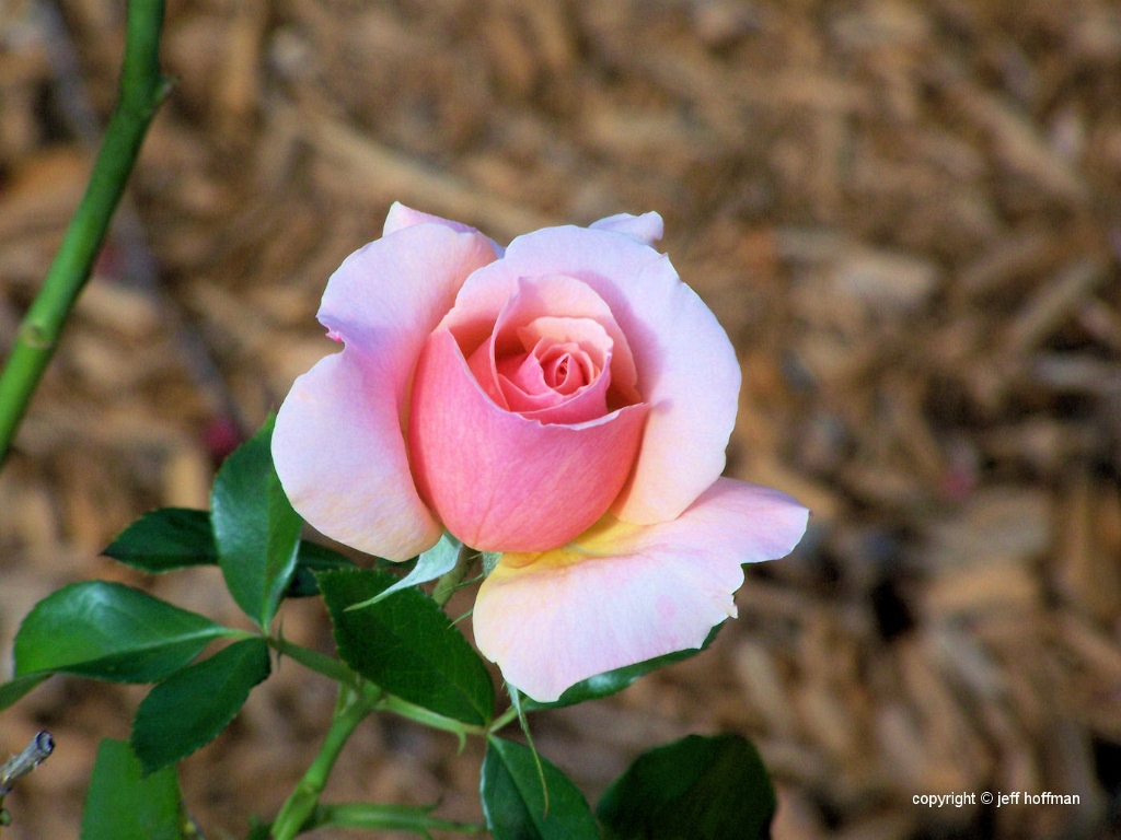 roses-102607-028-pink_bud