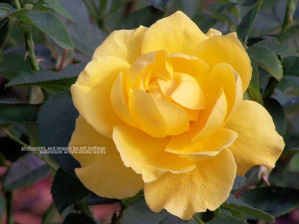 roses-102607-029-yellow_bloom