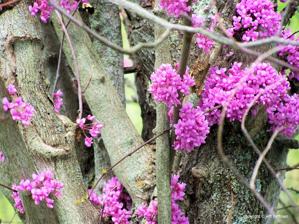 trees-050308-025-redbud