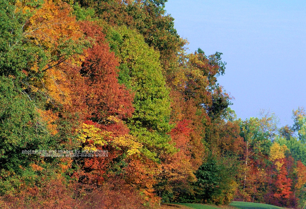 trees-101508-005-fall_trees