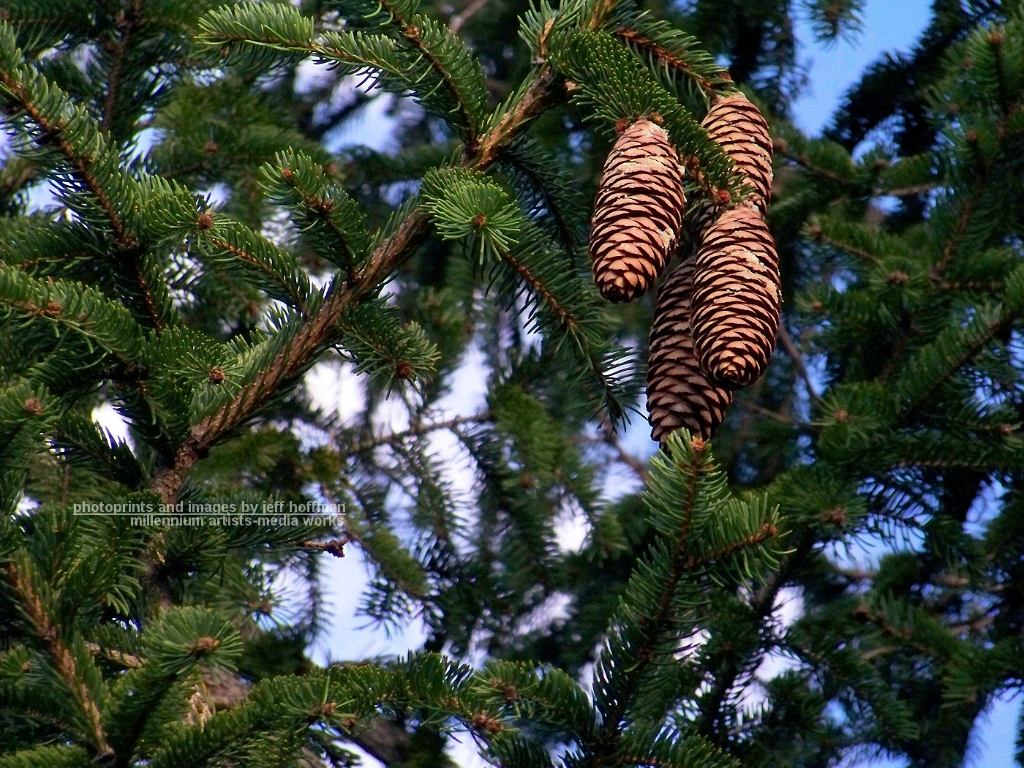 trees-102608-072-pine_tree