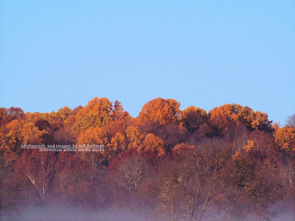 trees-113008-007-fall_trees