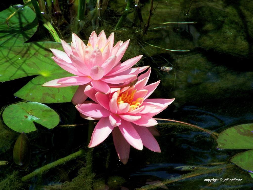 water_lillies-060108-152-colorado