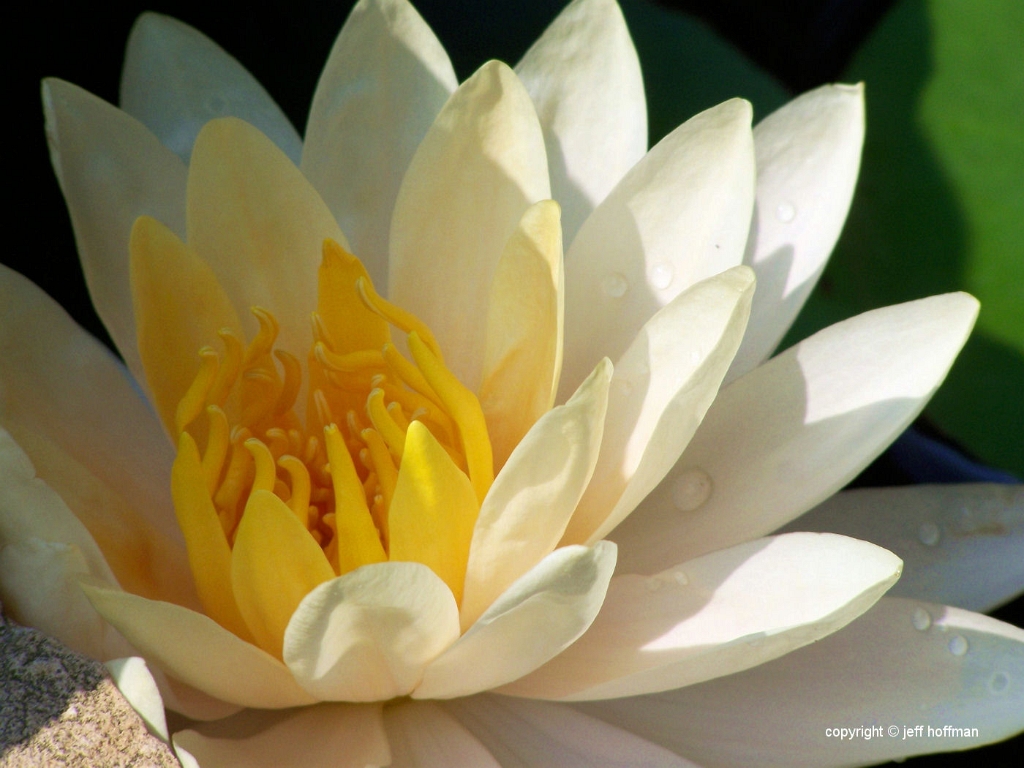 water_lillies-82408-039-peach_glow