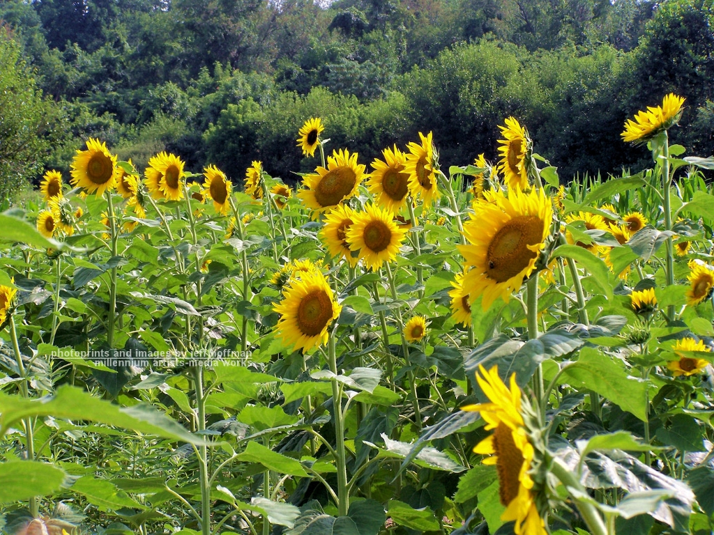 wildflowers-72508-076-sunflowers