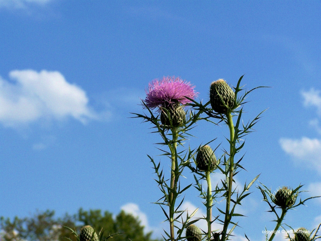 wildflowers-81508-061-thistles