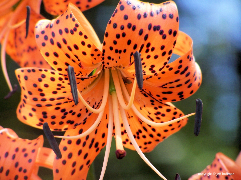 wildflowers-81608-071-asian_lillies