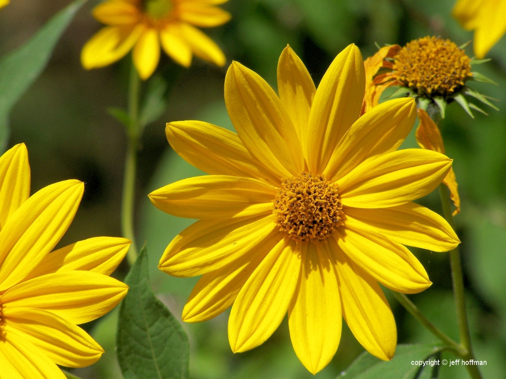 wildflowers-90608-039-susans