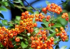 -91108-007-pyracantha