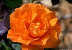 100_6435