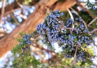 101208-027-cedar