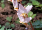 20110409_20