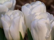 20110417_116