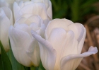 20110417_117