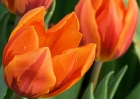 20110417_124