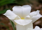 20110423_7