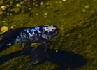 20110429_147