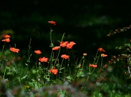 20110429_49