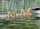 20110508_426